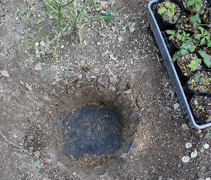 サンスプラッシュ(ミニバラ)に穴を掘って寒肥をやった。2017年-4.jpg
