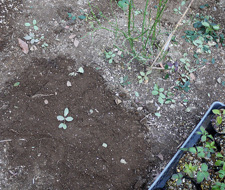 サンスプラッシュ(ミニバラ)に穴を掘って寒肥をやった。2017年-5.jpg