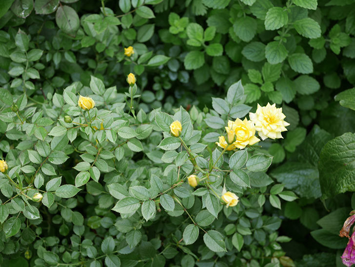 サンスプラッシュ(ミニバラ)の2番花が咲いた。2019年-5.jpg
