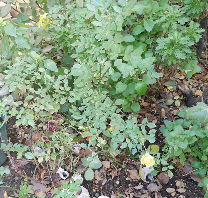 サンスプラッシュ(ミニバラ)の秋花が咲いた。2018年-3.jpg