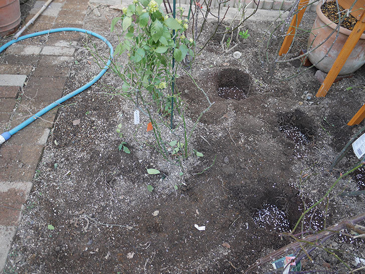 サンスプラッシュ(Sunsplash)を掘りあげて鉢植えて剪定した。ミニバラ。2021年-001.jpg