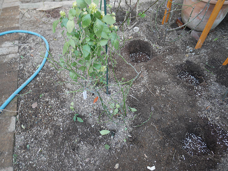 サンスプラッシュ(Sunsplash)を掘りあげて鉢植えて剪定した。ミニバラ。2021年-004.jpg