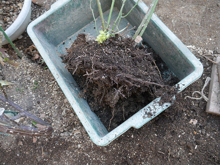 サンスプラッシュ(Sunsplash)を掘りあげて鉢植えて剪定した。ミニバラ。2021年-005.jpg