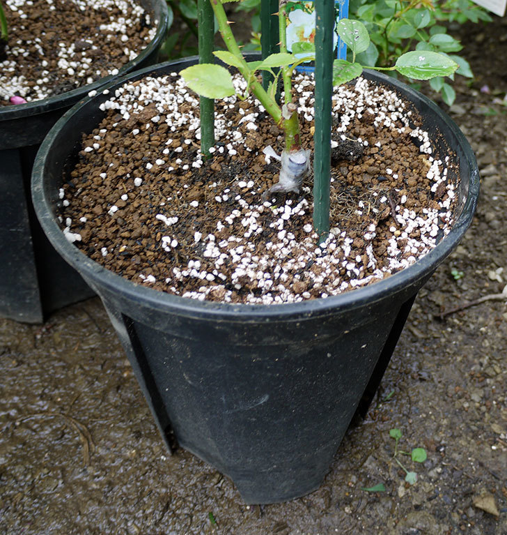 シティ・オブ・ヨーク(ツルバラ)の新苗を8号のEUロングスリット鉢に鉢増しした。2016年-6.jpg