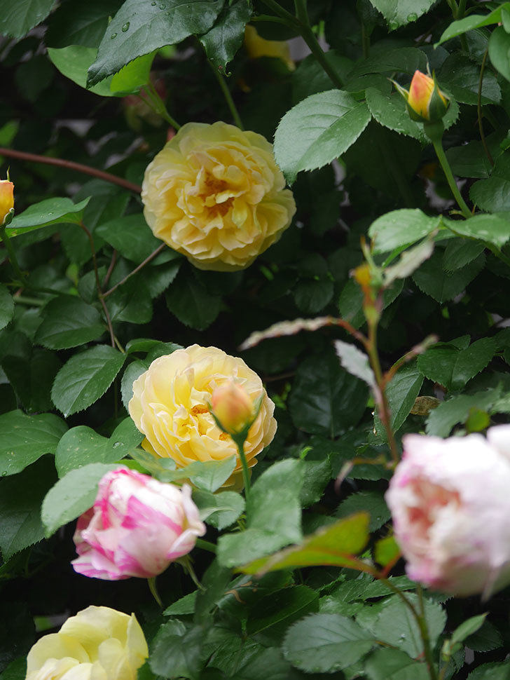 シャトー・ドゥ・シュベルニー(Chateau de Cheverny)の花が咲いた。半ツルバラ。2022年-003.jpg
