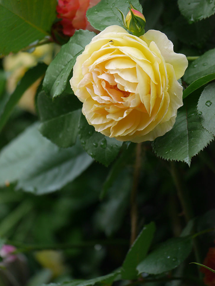 シャトー・ドゥ・シュベルニー(Chateau de Cheverny)の花が咲いた。半ツルバラ。2022年-016.jpg