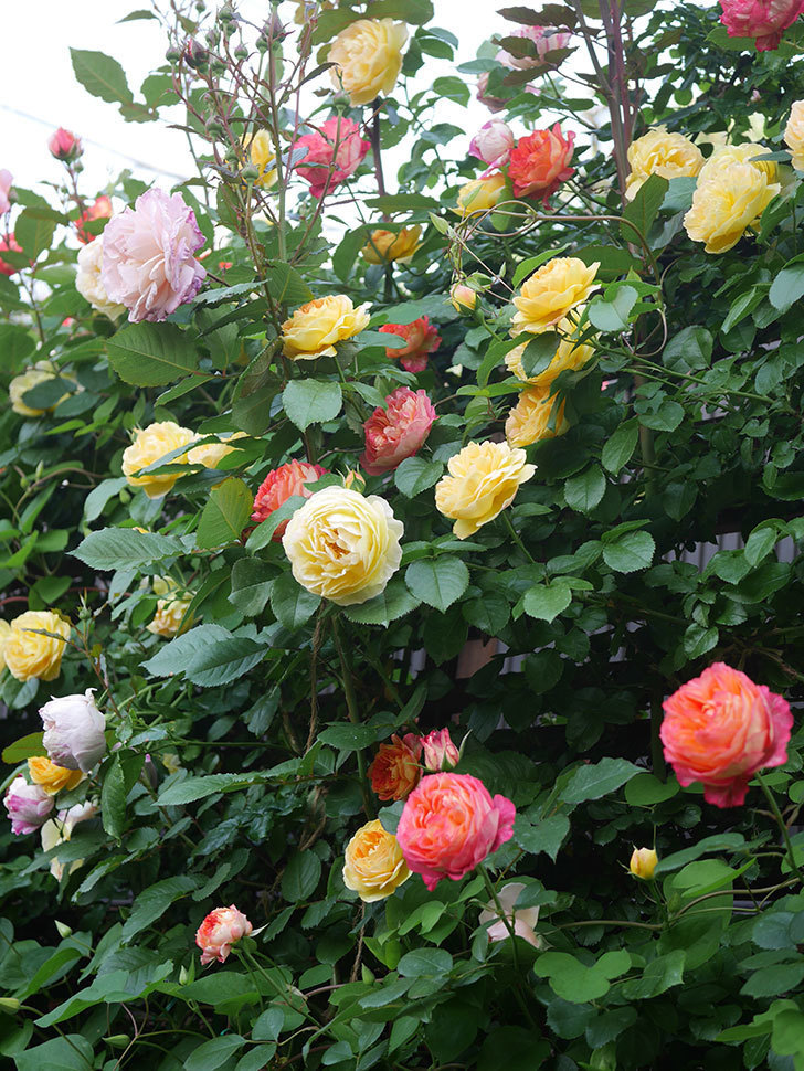 シャトー・ドゥ・シュベルニー(Chateau de Cheverny)の花が咲いた。半ツルバラ。2022年-043.jpg