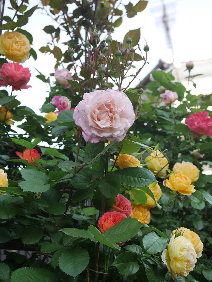 シャトー・ドゥ・シュベルニー(Chateau de Cheverny)の花が咲いた。半ツルバラ。2022年-050.jpg