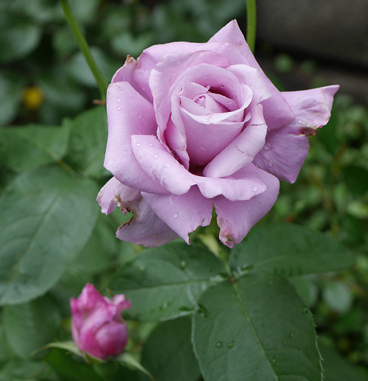 シャルルドゴール 木立バラ が綺麗に咲いた 18年 バラ 02memo日記