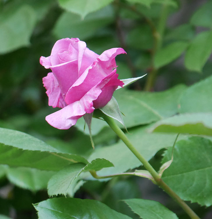 シャルルドゴール 木立バラ の花が少し咲いた 年 バラ 02memo日記