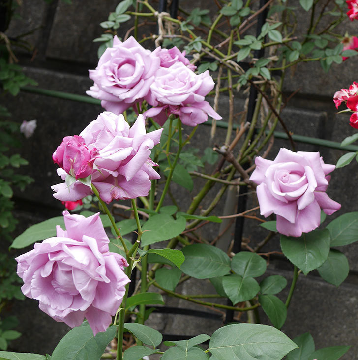 シャルルドゴール(木立バラ)の花が房で咲いた。2019年-2.jpg