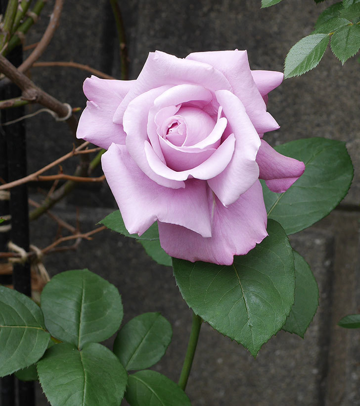 シャルルドゴール(木立バラ)の花が房で咲いた。2019年-4.jpg
