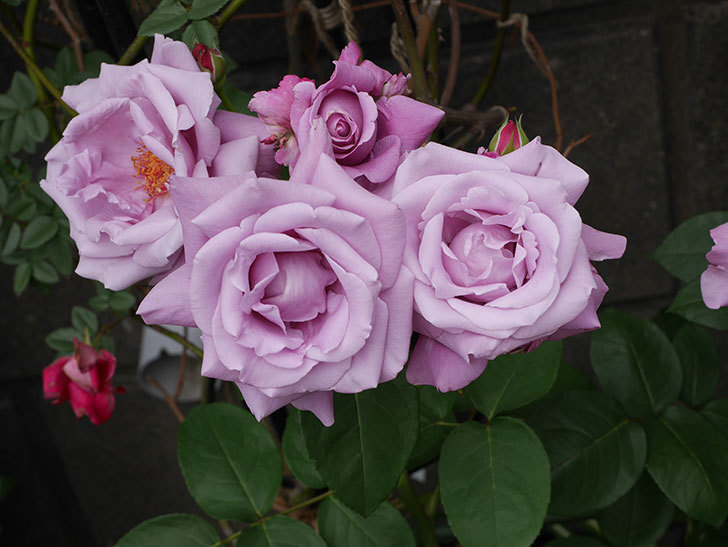 シャルルドゴール(木立バラ)の花が房で咲いた。2019年-5.jpg