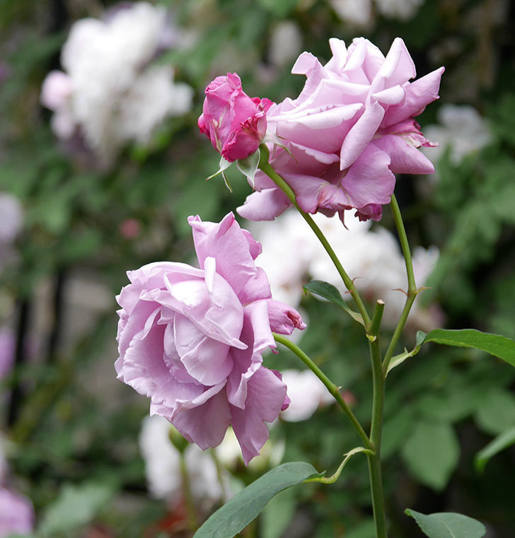 シャルルドゴール(木立バラ)の花が房で咲いた。2019年-6.jpg