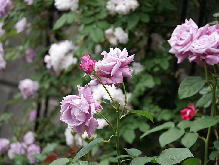 シャルルドゴール(木立バラ)の花が房で咲いた。2019年-7.jpg