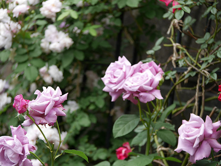 シャルルドゴール(木立バラ)の花が房で咲いた。2019年-8.jpg