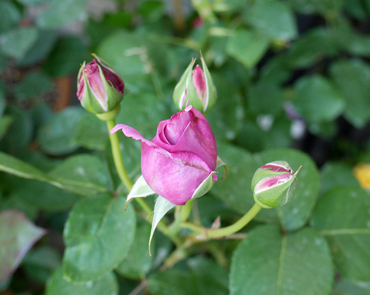 シャルルドゴール バラ の蕾から香りがただよってきた 16年 花 02memo日記