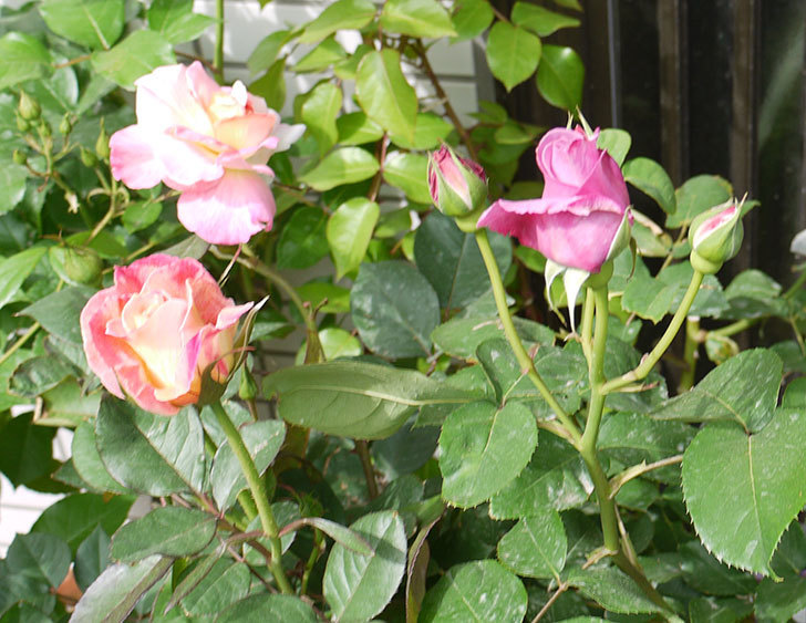 シャルルドゴール バラ の蕾から香りがただよってきた 16年 花 02memo日記