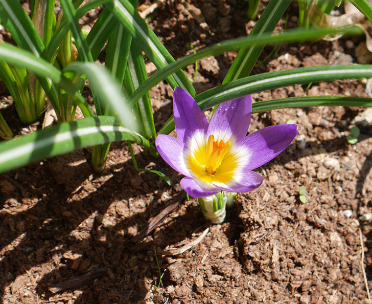 シーベリートリカラー（クロッカス）の花が咲いた。2019年-1.jpg