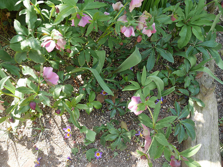 シーベリートリカラー（クロッカス）の花が増えて来た。2019年-11.jpg
