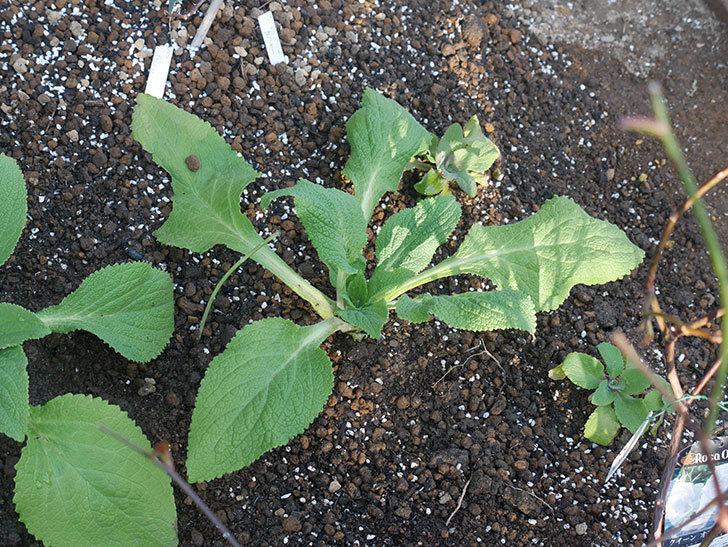 ジギタリス-キャメロット-ホワイトの苗6個を地植えにした。2020年-10.jpg