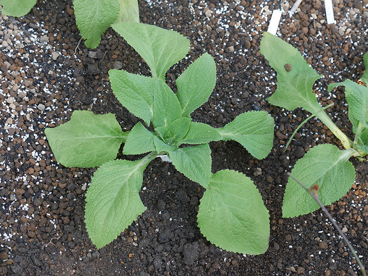 ジギタリス-キャメロット-ホワイトの苗6個を地植えにした。2020年-11.jpg