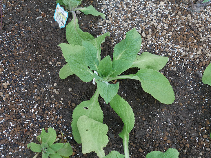 ジギタリス-キャメロット-ホワイトの苗6個を地植えにした。2020年-13.jpg