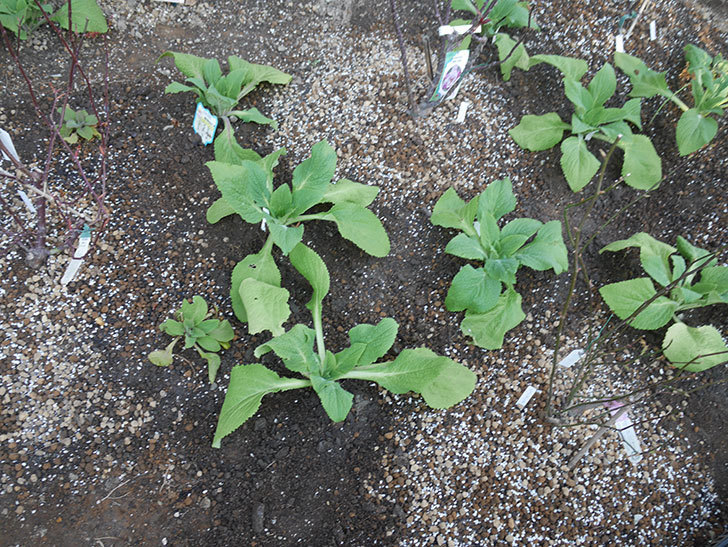 ジギタリス-キャメロット-ホワイトの苗6個を地植えにした。2020年-14.jpg