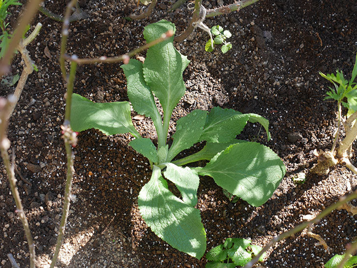 ジギタリス-キャメロット-ラベンダーの苗6個を地植えにした。2020年-9.jpg
