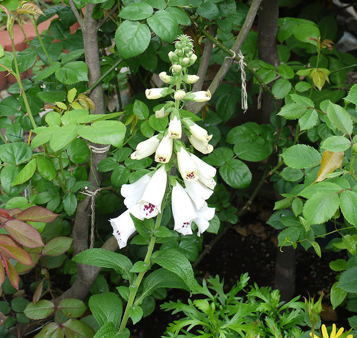 ジギタリス-ダルメシアンの花が増えてきた。2017年-6.jpg