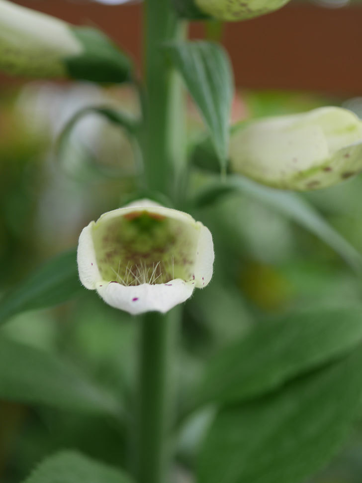 ジギタリス キャメロット ホワイトの花が少し咲いた。2021年-005.jpg