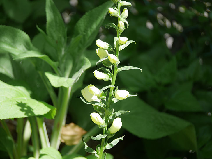 ジギタリス キャメロット ホワイトの花が少し咲いた。2022年-002.jpg