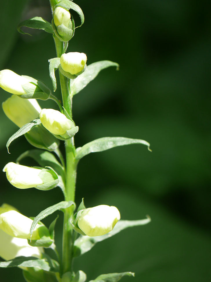 ジギタリス キャメロット ホワイトの花が少し咲いた。2022年-005.jpg