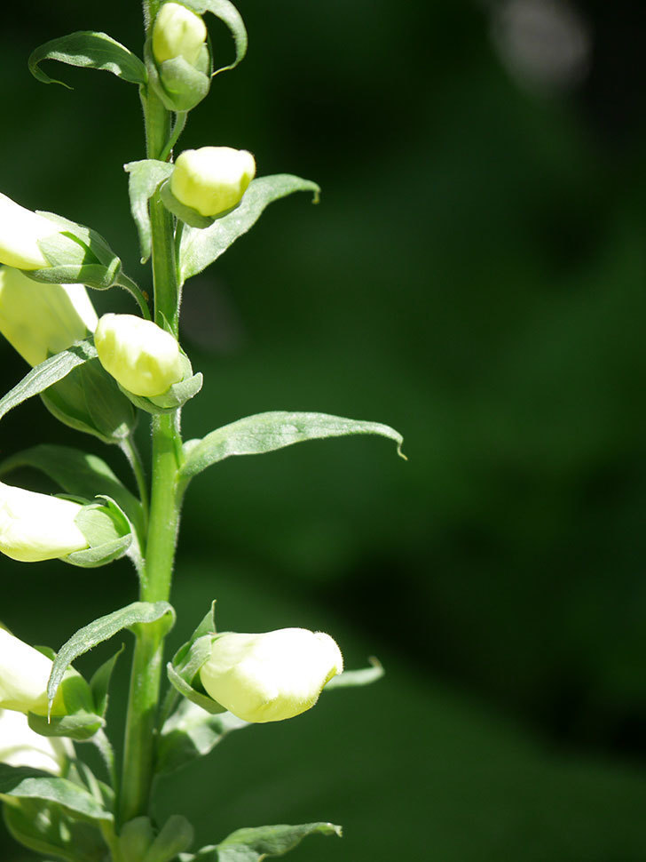 ジギタリス キャメロット ホワイトの花が少し咲いた。2022年-006.jpg