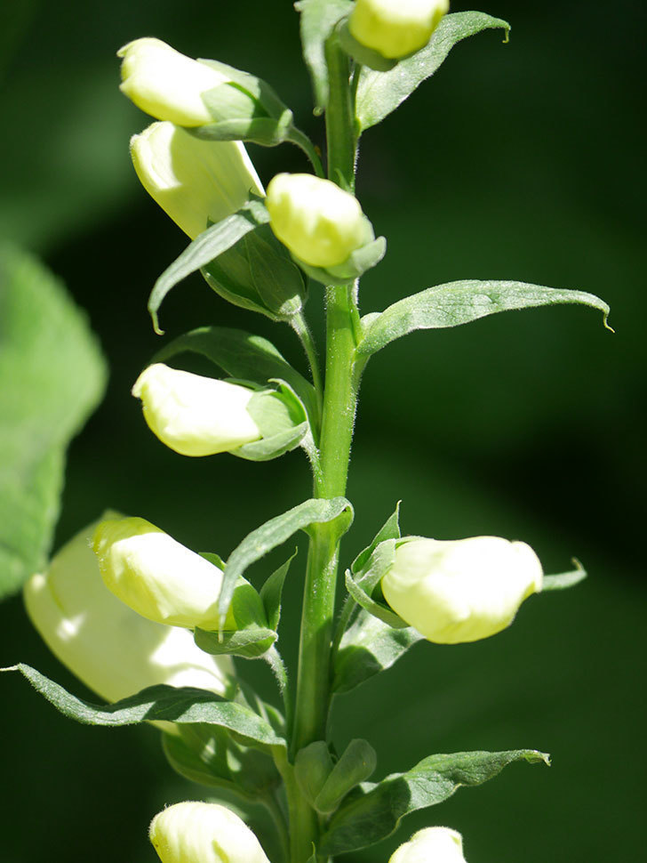 ジギタリス キャメロット ホワイトの花が少し咲いた。2022年-007.jpg