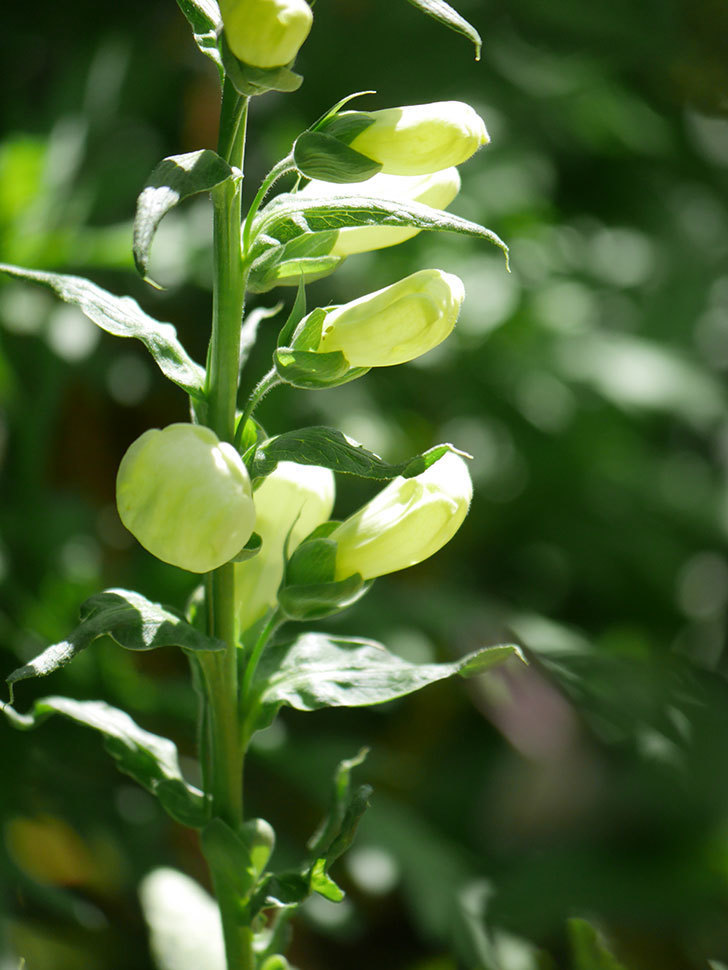 ジギタリス キャメロット ホワイトの花が少し咲いた。2022年-012.jpg