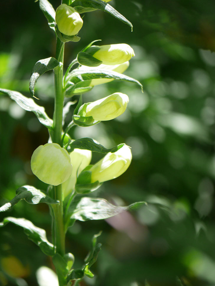 ジギタリス キャメロット ホワイトの花が少し咲いた。2022年-014.jpg