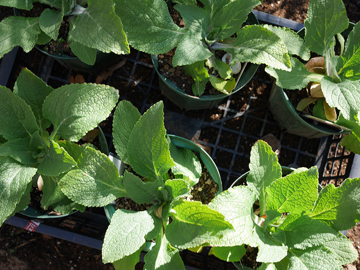 ジギタリス キャメロット ラベンダーの苗を6株を地植えした。2021年-002.jpg