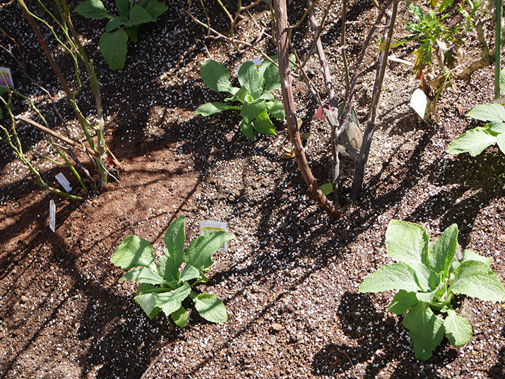 ジギタリス キャメロット ラベンダーの苗を6株を地植えした。2021年-005.jpg