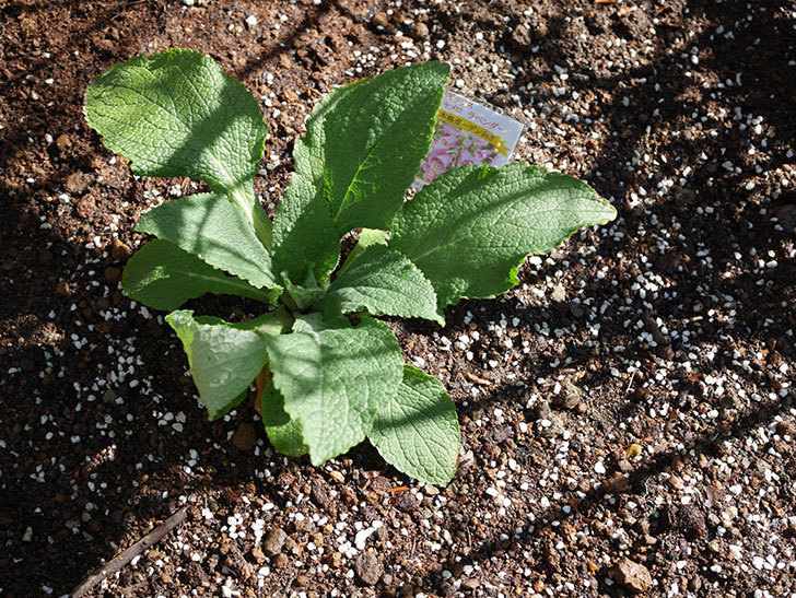 ジギタリス キャメロット ラベンダーの苗を6株を地植えした。2021年-011.jpg