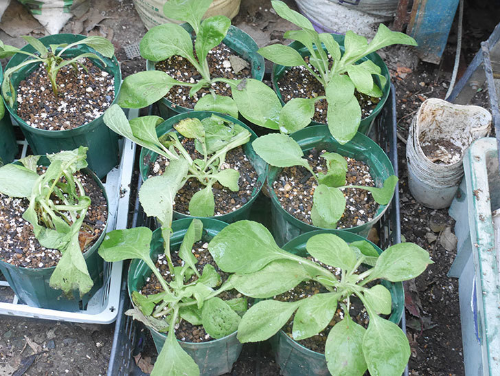 ジギタリス キャメロットの挿し木苗を鉢増しした。2021年-004.jpg