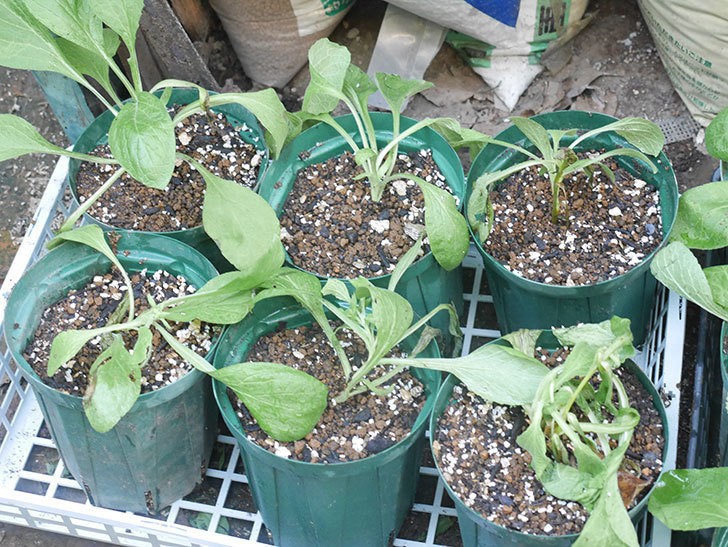 ジギタリス キャメロットの挿し木苗を鉢増しした。2021年-005.jpg