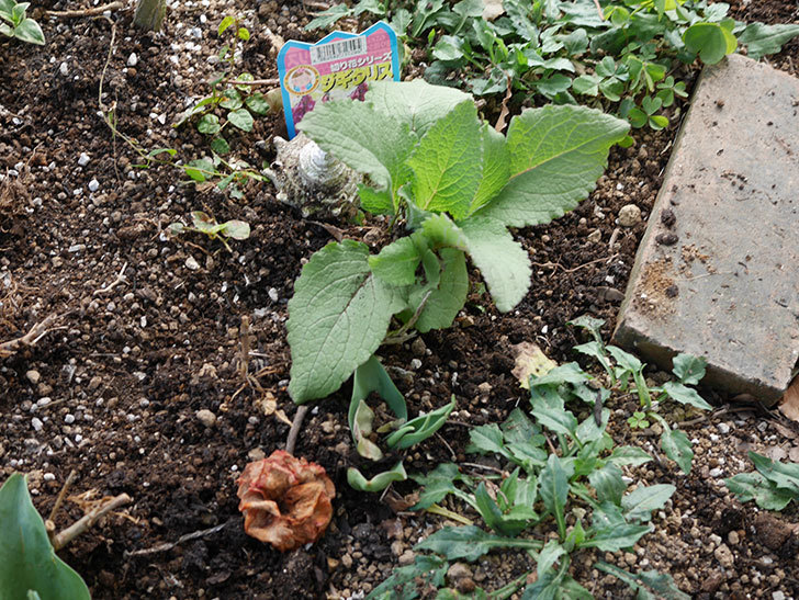 ジギタリスの苗を5個を地植えした。2020年-10.jpg