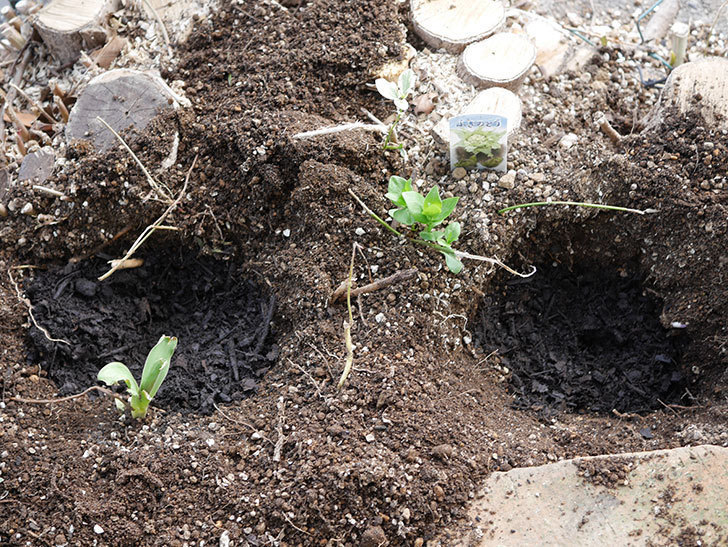 ジギタリスの苗を5個を地植えした。2020年-4.jpg