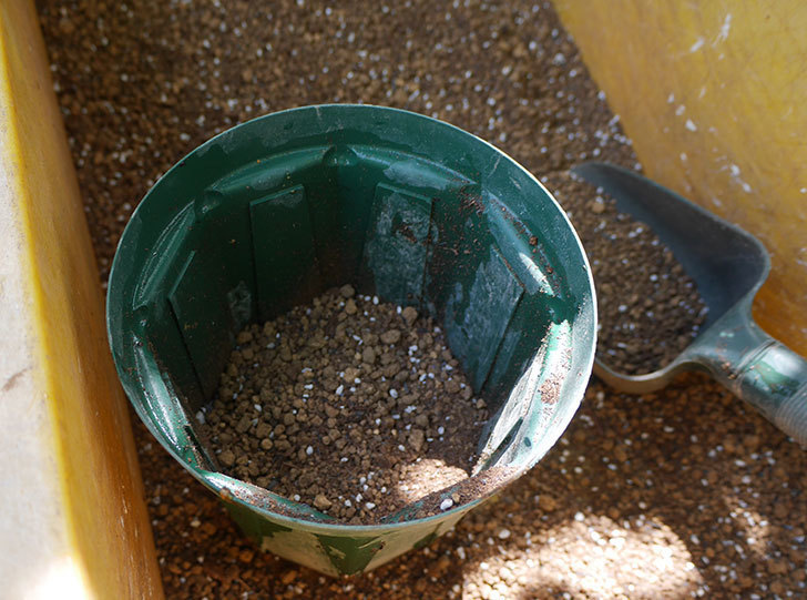 ジジ(ミニバラ)を5号ロングスリット鉢に植え替えた。2019年-2.jpg