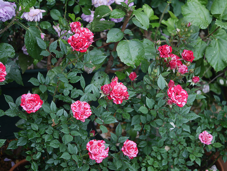 ジジ(Gigi)の花が咲いた。ミニバラ。2022年-001.jpg