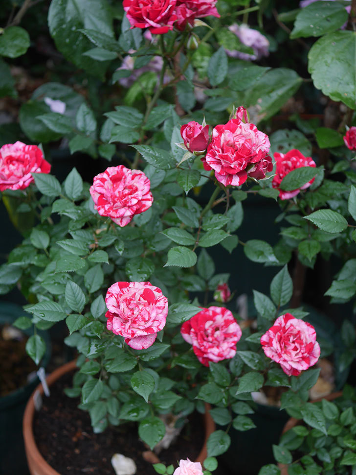 ジジ(Gigi)の花が咲いた。ミニバラ。2022年-005.jpg