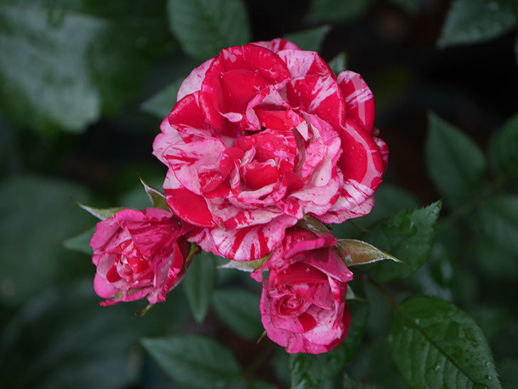 ジジ(Gigi)の花が咲いた。ミニバラ。2022年-006.jpg