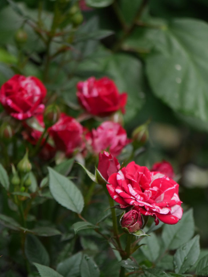 ジジ(Gigi)の花が咲いた。ミニバラ。2022年-011.jpg