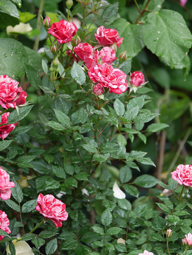 ジジ(Gigi)の花が咲いた。ミニバラ。2022年-022.jpg